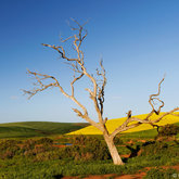 Famous Van Brakel Tree